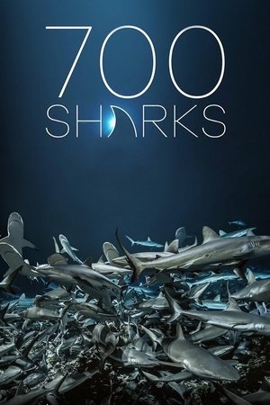 700 Sharks 2018