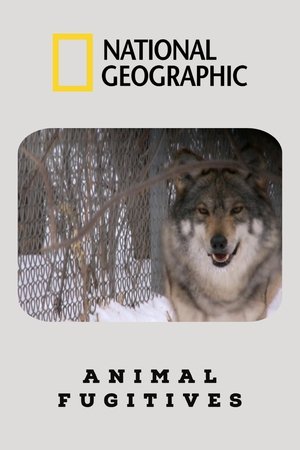 Animal Fugitives