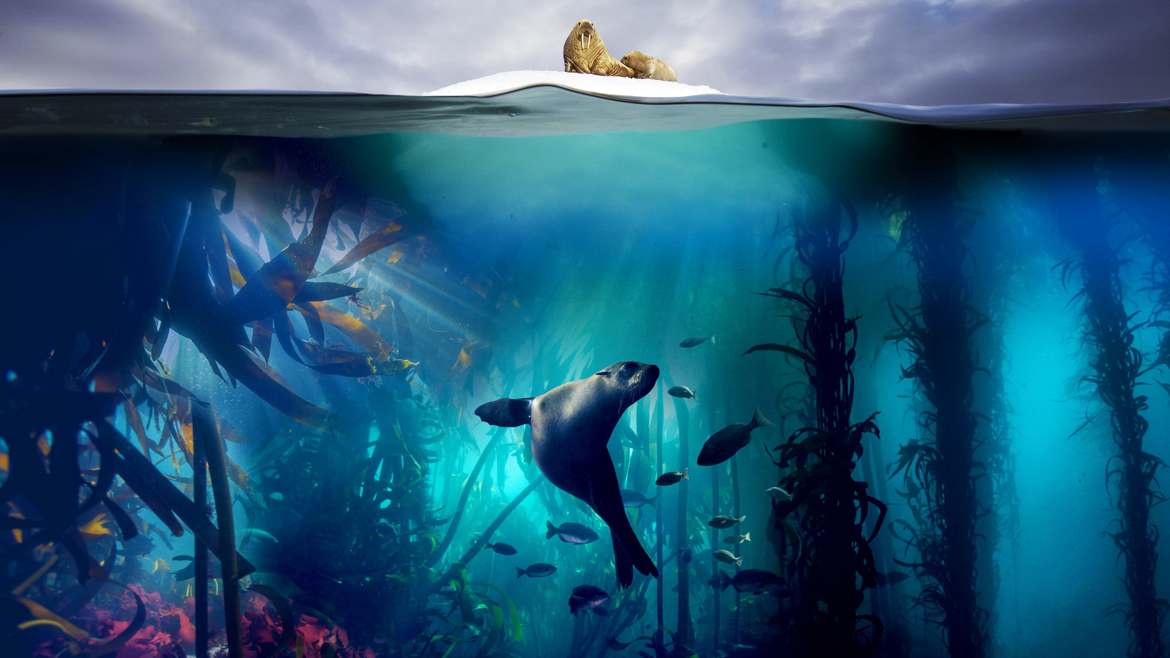 Click to play poster