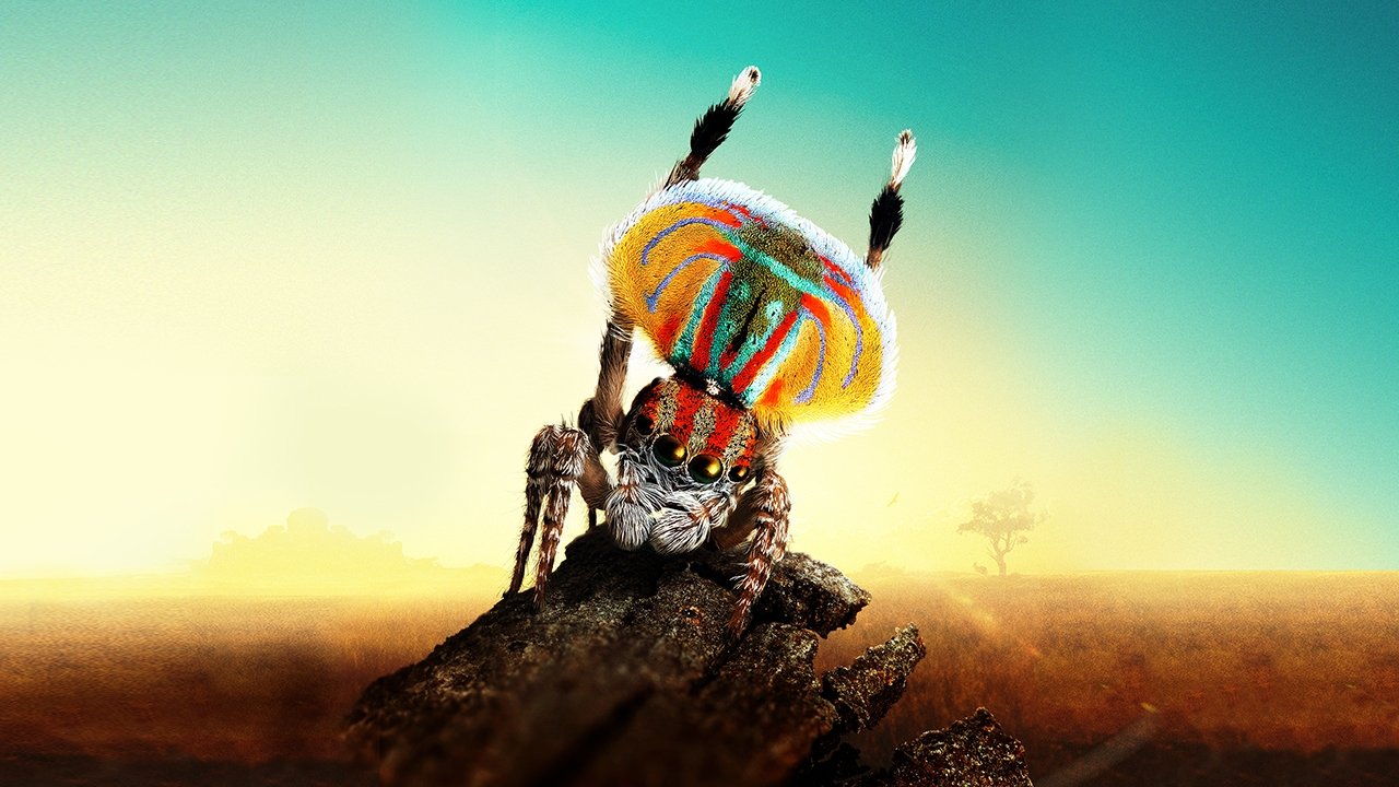 Click to play poster