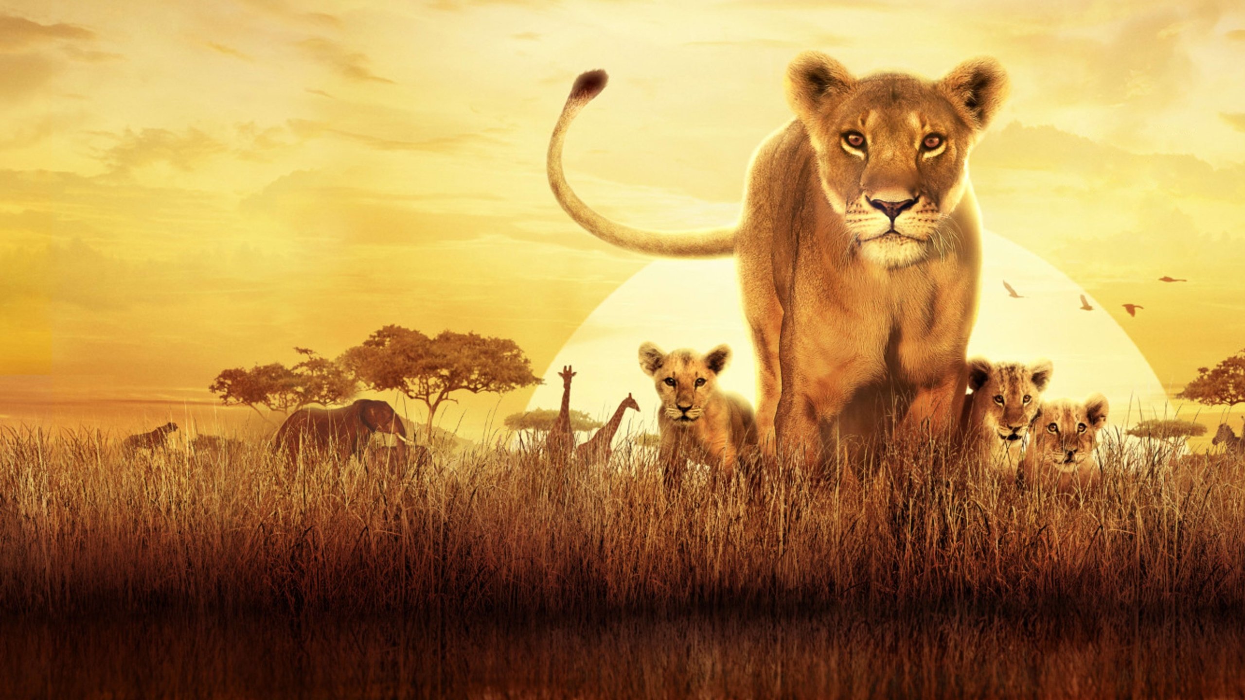 Click to play poster