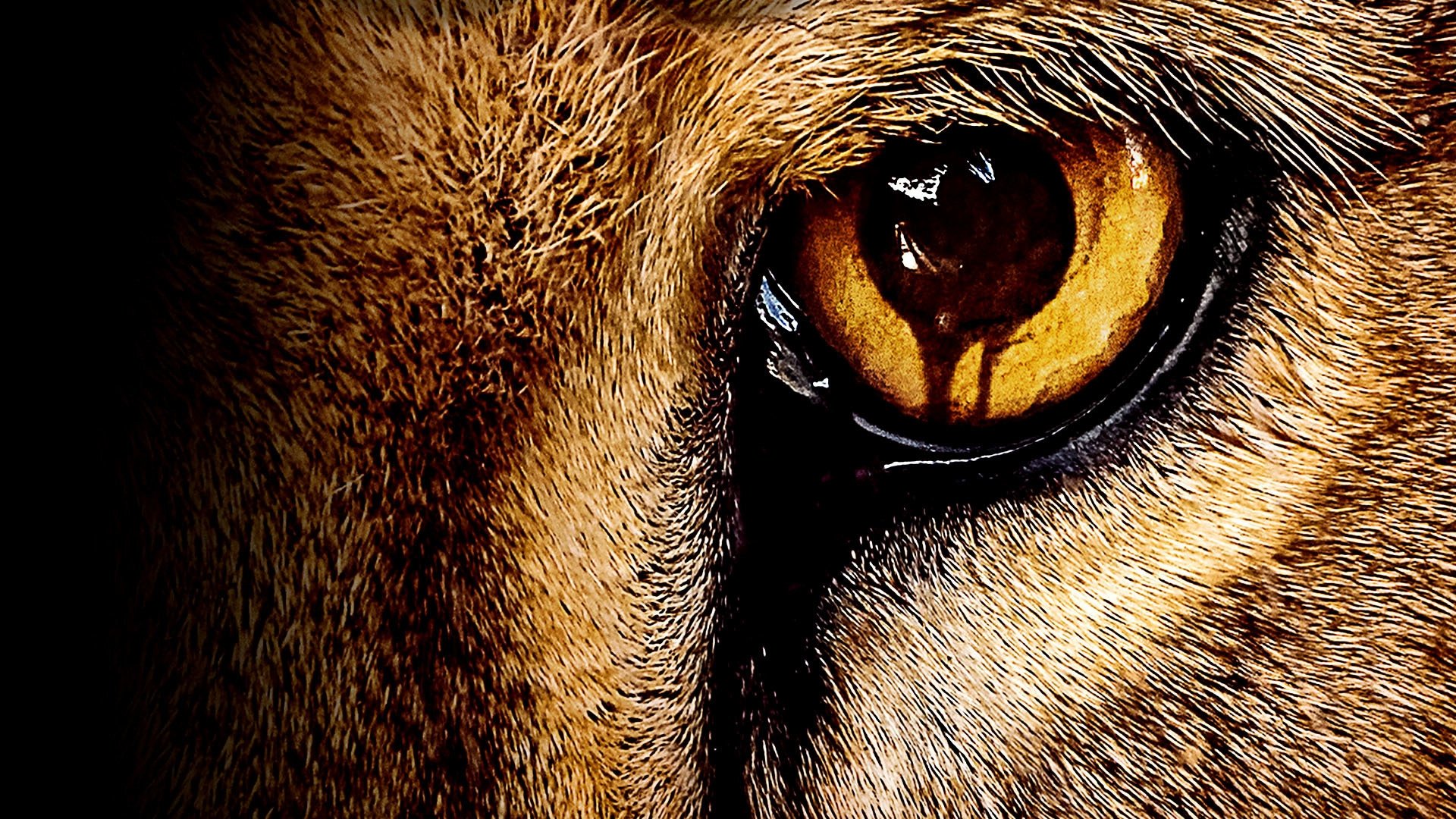 Watch Zoo S1 E9 Online Free | Soap2day.cv