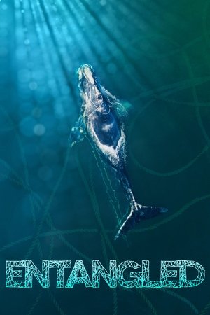 Entangled 2020