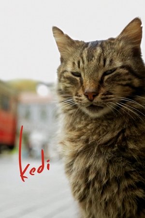 Kedi 2017