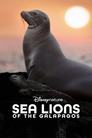 Sea Lions of the Galapagos 2025